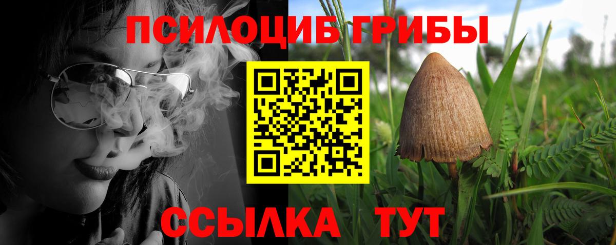 Галлюциногенные грибы Psilocybine cubensis Северодвинск